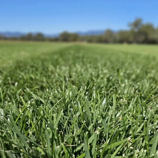 Kikuyu Turf