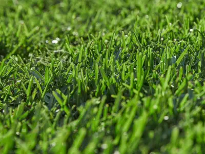 Sapphire buffalo grass