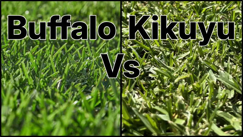 buffalo vs kikuyu grass