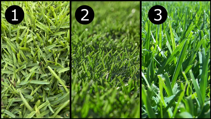 types of buffalo grass