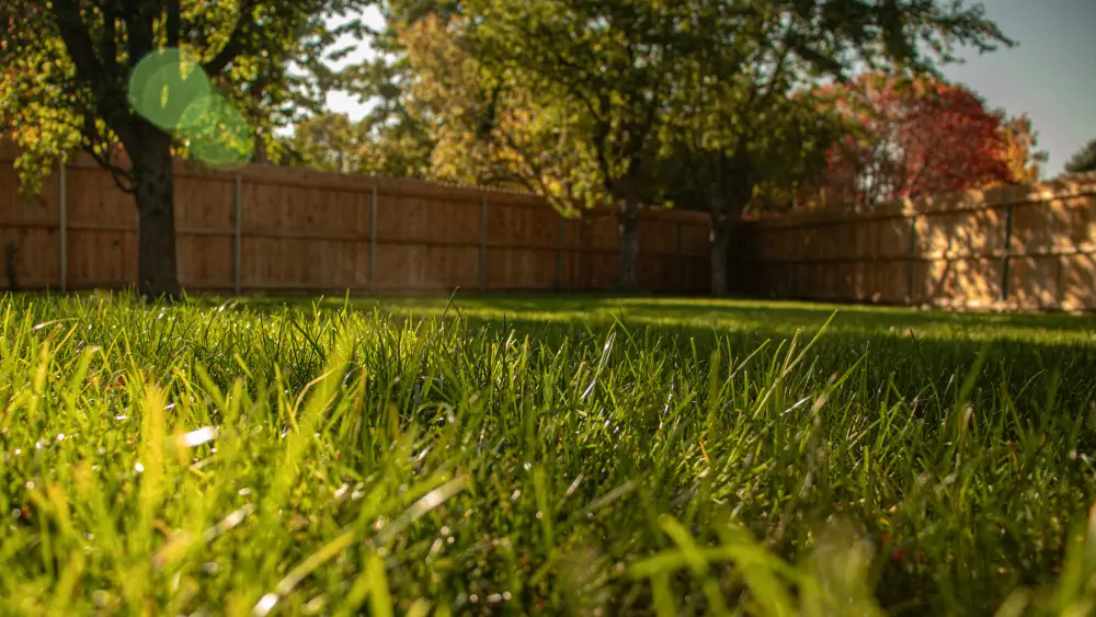 Buffalo grass